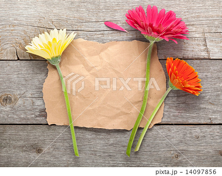 Three colorful gerbera flowers with paper for copy space Three colorful gerbera flowers with paper for copy space 14097856