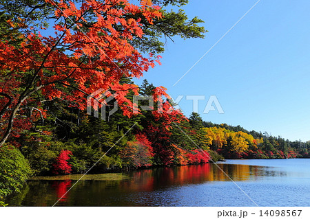 白駒池の紅葉 14098567