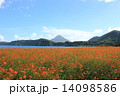 コスモスと開聞岳 14098586