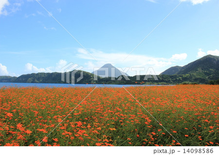 コスモスと開聞岳 14098586