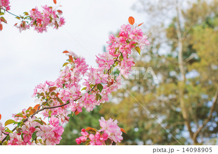 Pink flowers on branches. Spring tree. Pink flowers on branches. Spring tree. 14098905