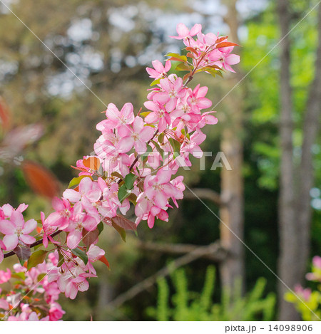 Pink flowers on tree. 14098906