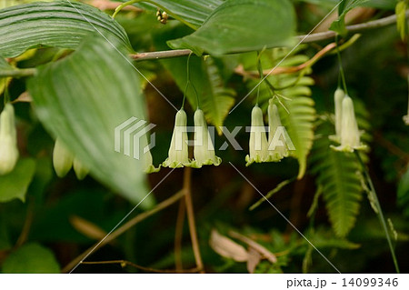 アマドコロの花 アマドコロの花 14099346