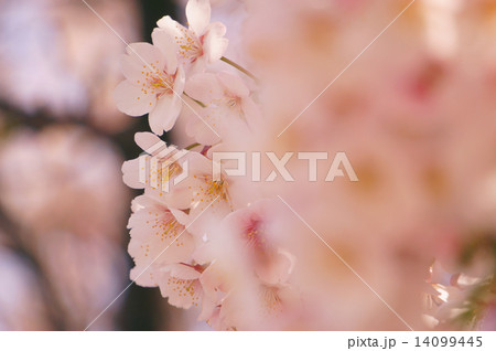 桜 桜 14099445