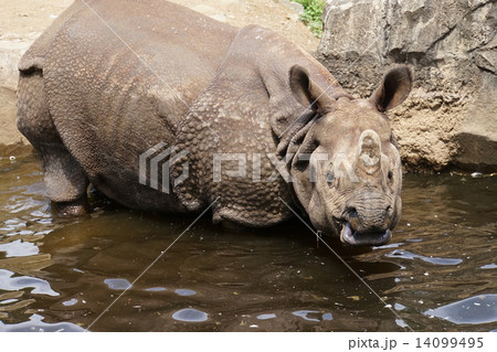 インドサイ 14099495