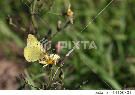 モンキチョウとオニタビラコの花 14100303