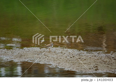 コチドリ 14100403