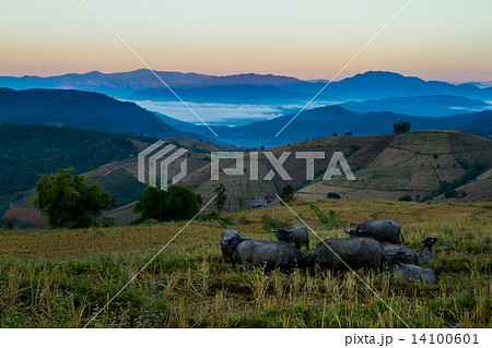 Buffalo eating at Terraced rice field 14100601