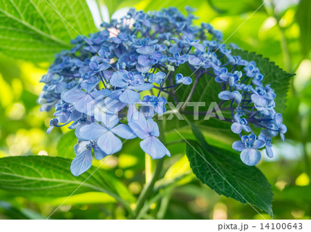 紫陽花 14100643