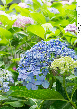 紫陽花 紫陽花 14100646
