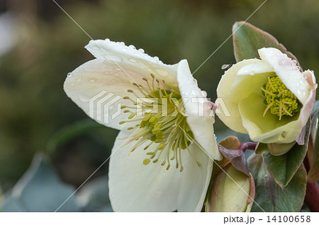 クリスマスローズ 14100658