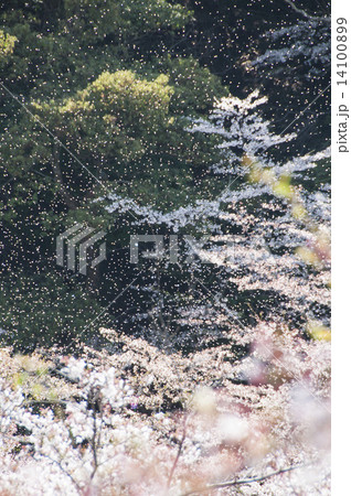 桜 桜 14100899