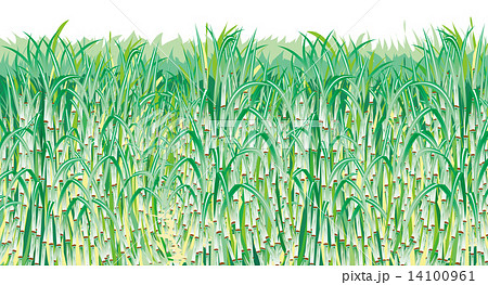 Sugar Cane field - Stock Illustration [14100961] - PIXTA
