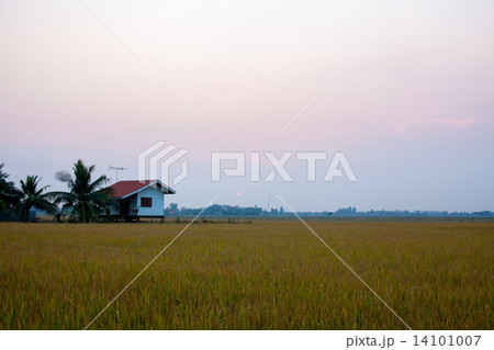 paddy field and little house and reflection image of the twilight 14101007