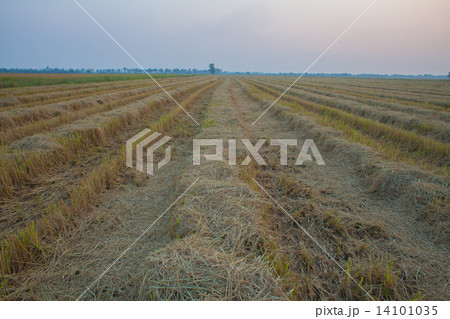 drought rice plantation photo drought rice plantation photo 14101035