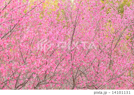 梅の花 梅の花 14101131