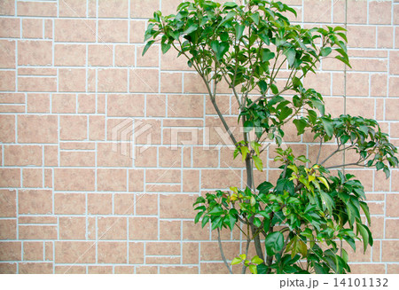 壁と木 14101132