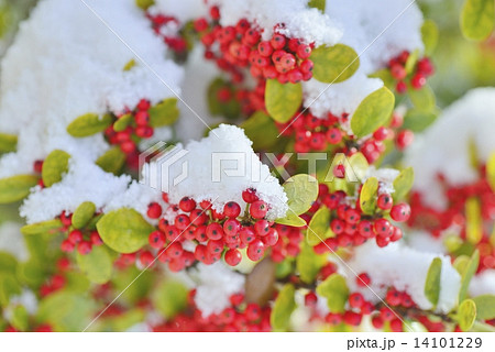 クリスマスホーリー クリスマスホーリー 14101229
