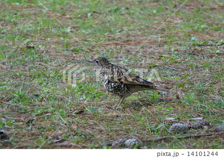 トラツグミ 14101244