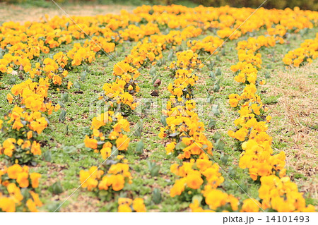 パンジーの花 パンジーの花 14101493