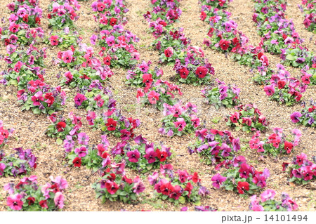 パンジーの花 14101494