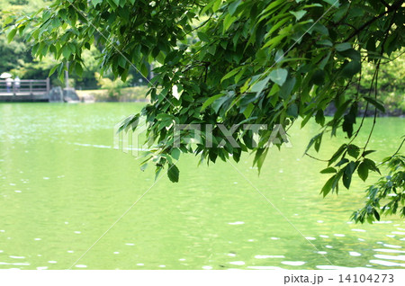 爽やかな新緑風景（可睡ゆりの園） 14104273