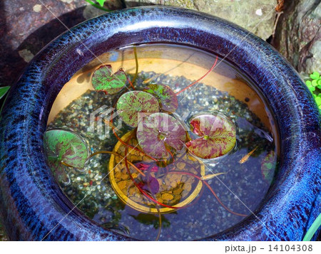 睡蓮鉢（めだか） 14104308