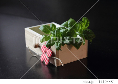 Fresh basil 14104451