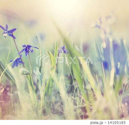 Spring flowers Spring flowers 14105165