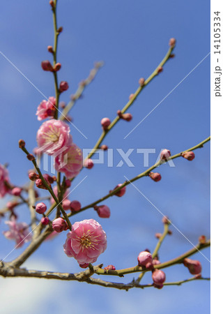 梅の花 14105334