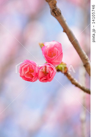 開き始めた八重桜 開き始めた八重桜 14105746