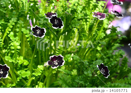 ネモフィラ・ペニーブラック 14105771