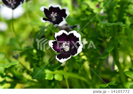 ネモフィラ ペニーブラックの写真素材