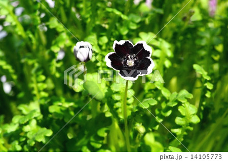 ネモフィラ・ペニーブラック 14105773