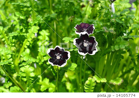 ネモフィラ・ペニーブラック ネモフィラ・ペニーブラック 14105774