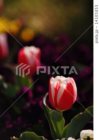 チューリップ チューリップ 14105853