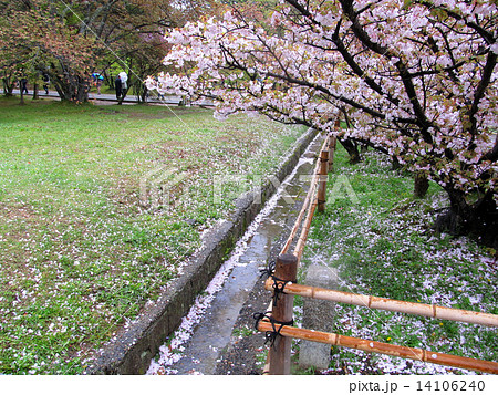 桜散策 14106240