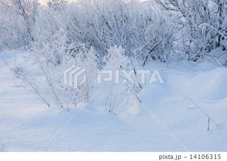 冬の湿原 14106315