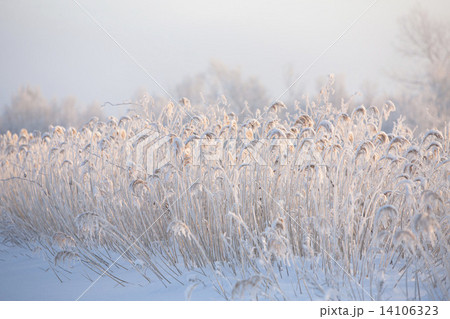 冬の湿原 14106323