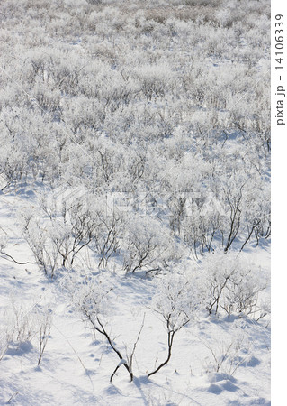 冬の原野 14106339