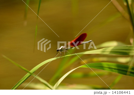 ニホンカワトンボ 14106441