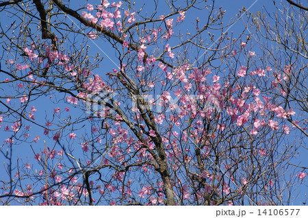 アカヤシオツツジ 14106577