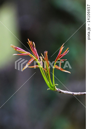 櫨の新芽 14106657