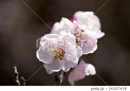 薄色縮緬 薄色縮緬 14107419