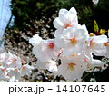 接写した桜の花 14107645