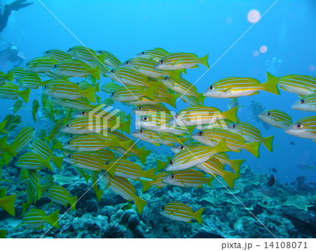 ヨスジフエダイの群れ ヨスジフエダイの群れ 14108071