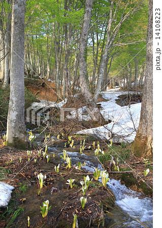 残雪の深山に咲く水芭蕉（月山） 14108223