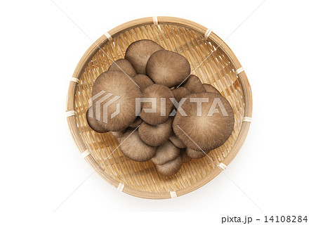 ひらたけ 14108284