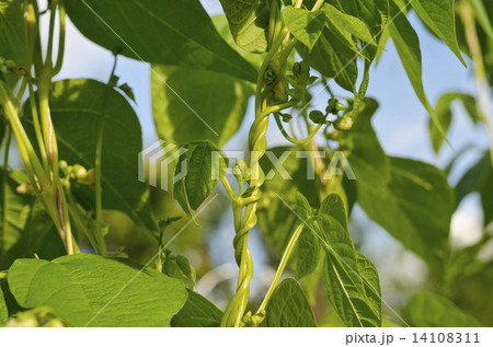 Young stalks of a string bean in the garden 14108311
