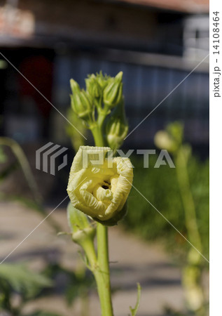 Growing bio vegetables in the northern Bulgaria Growing bio vegetables in the northern Bulgaria 14108464